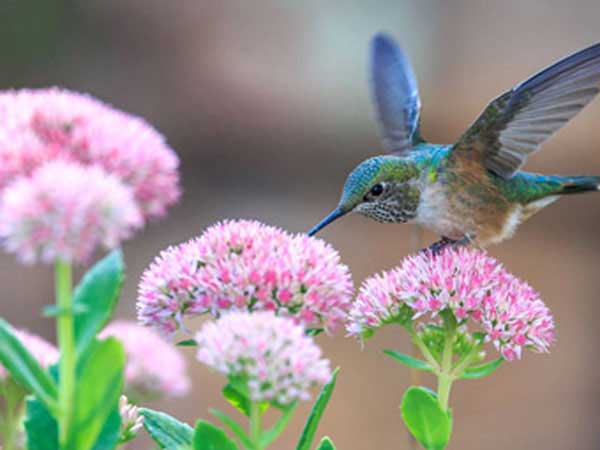 https://www.calendardate.com/images/hummingbird_flower.jpg