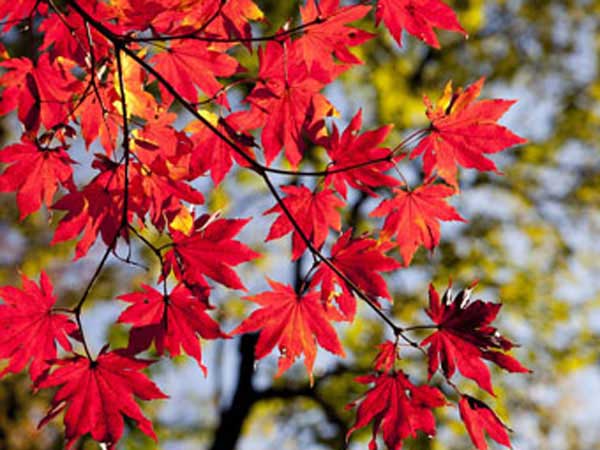 Maple Leaves Fall 